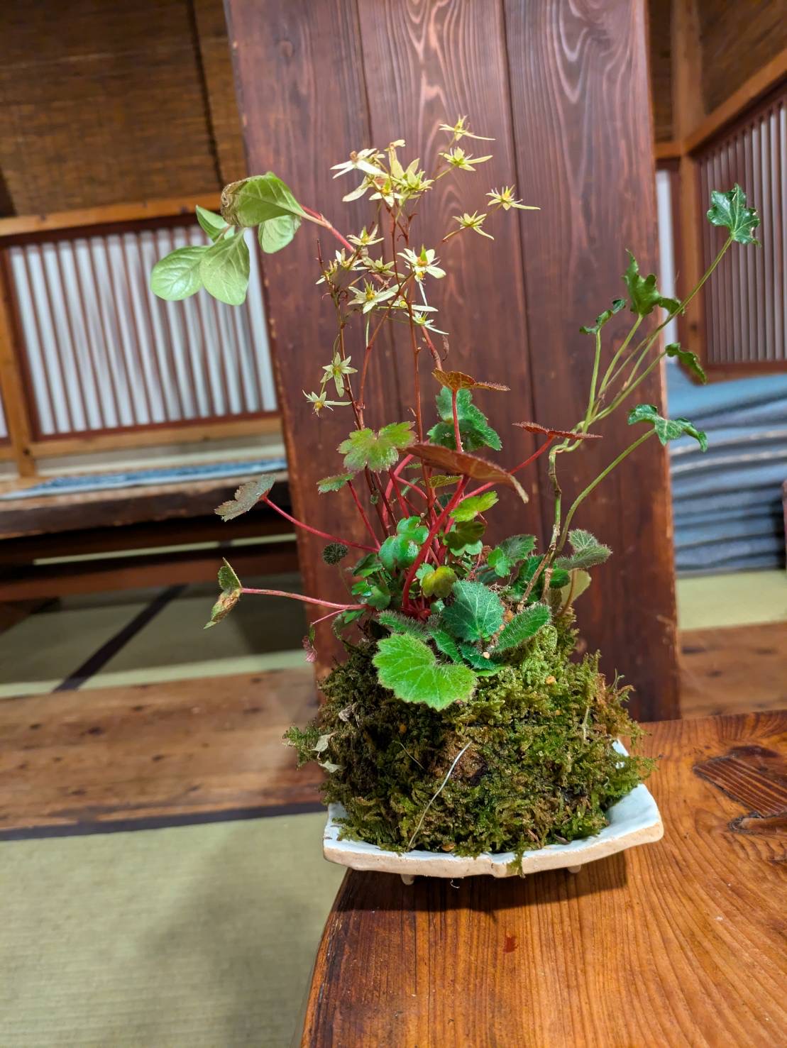 女将お手製の苔玉です（その５）