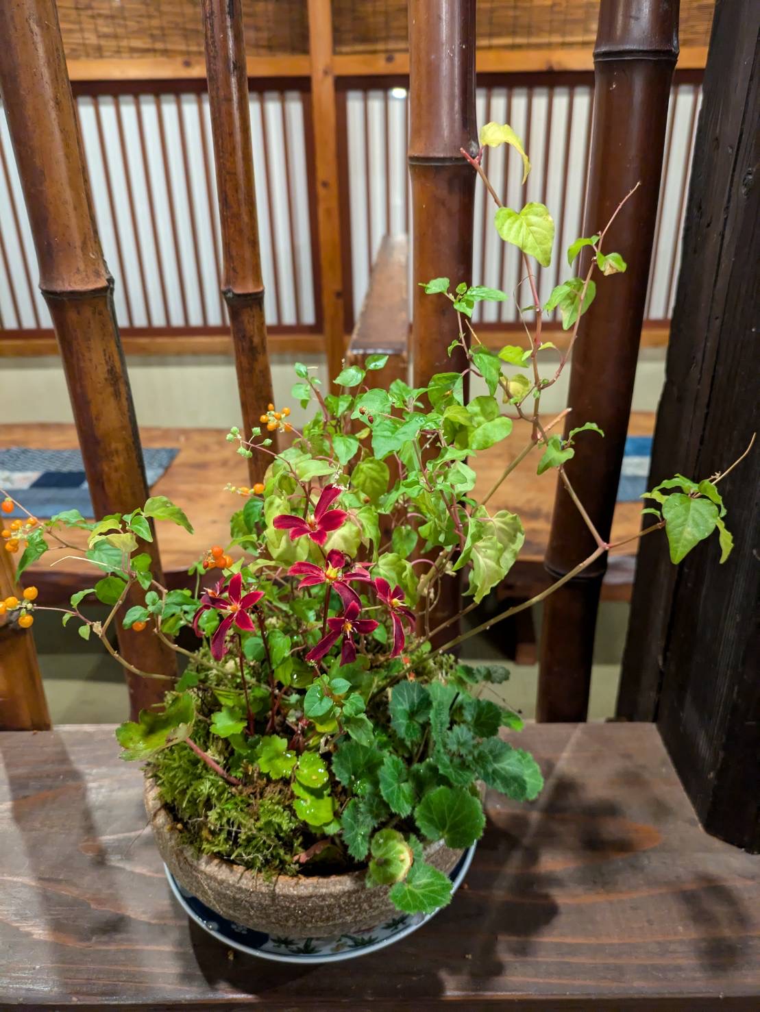 女将お手製の苔玉です（その４）