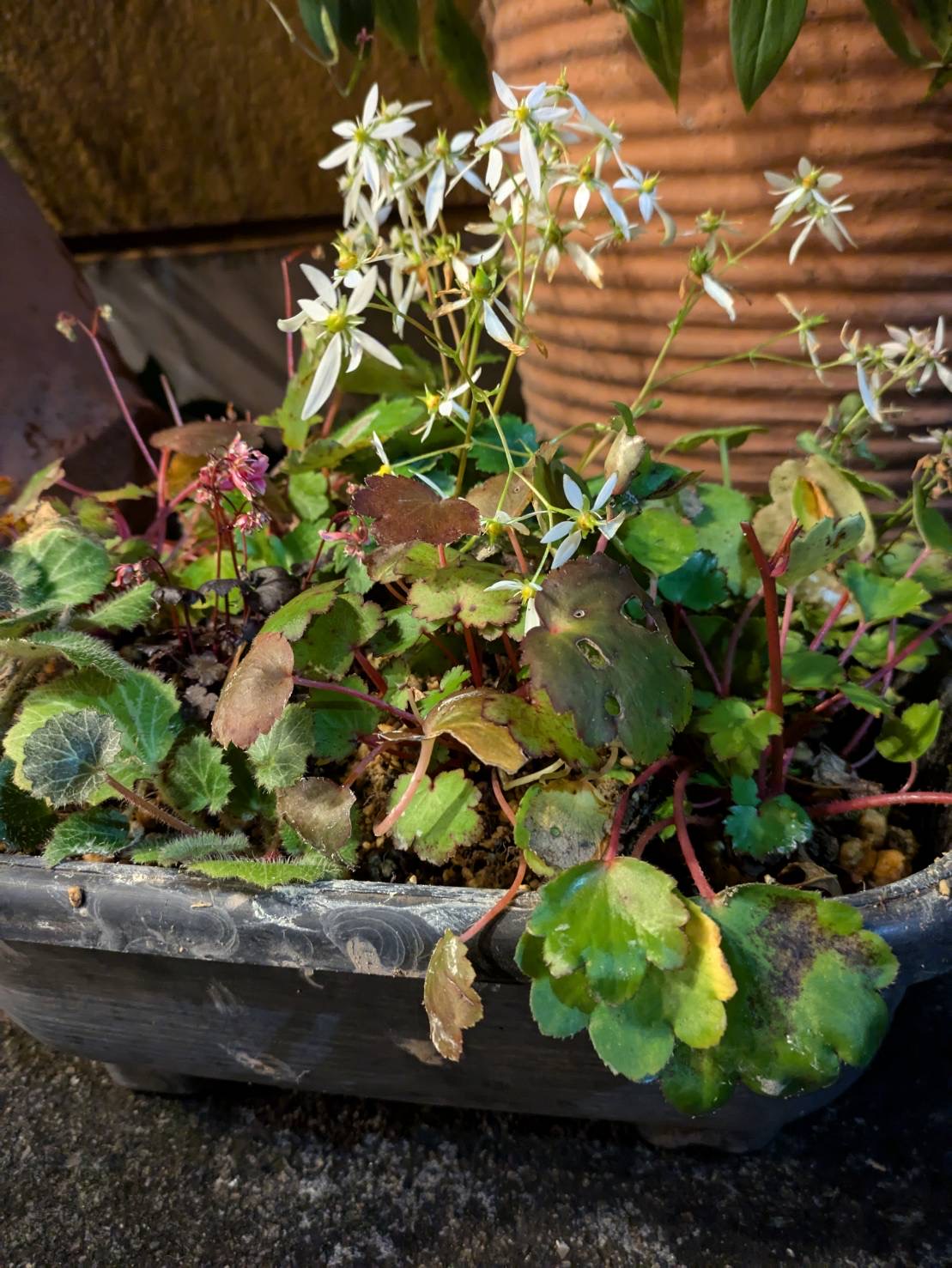 女将お手製の苔玉です（その２）