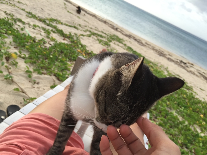 猫ちゃんだって海大好き！