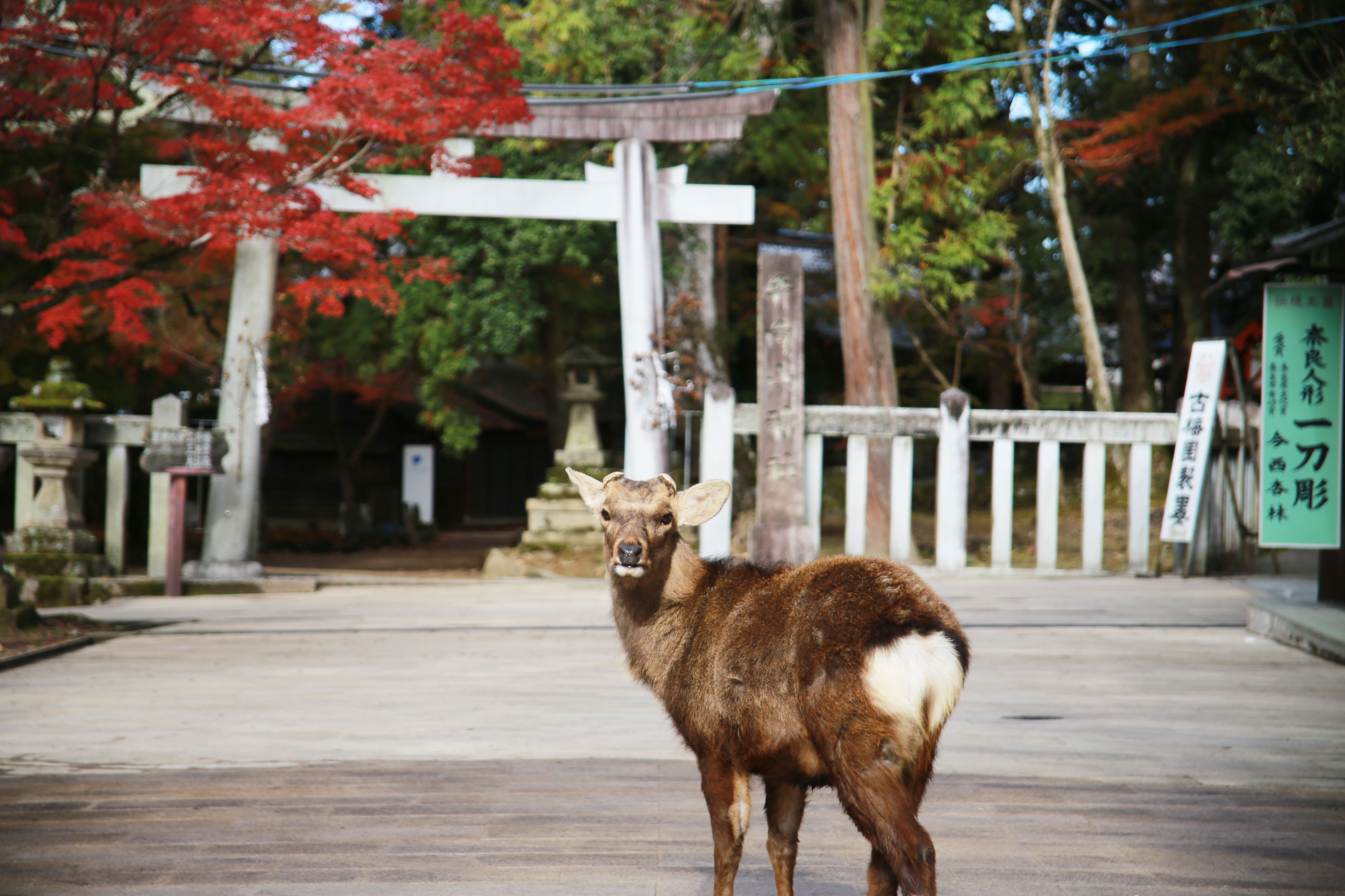 奈良公園の鹿