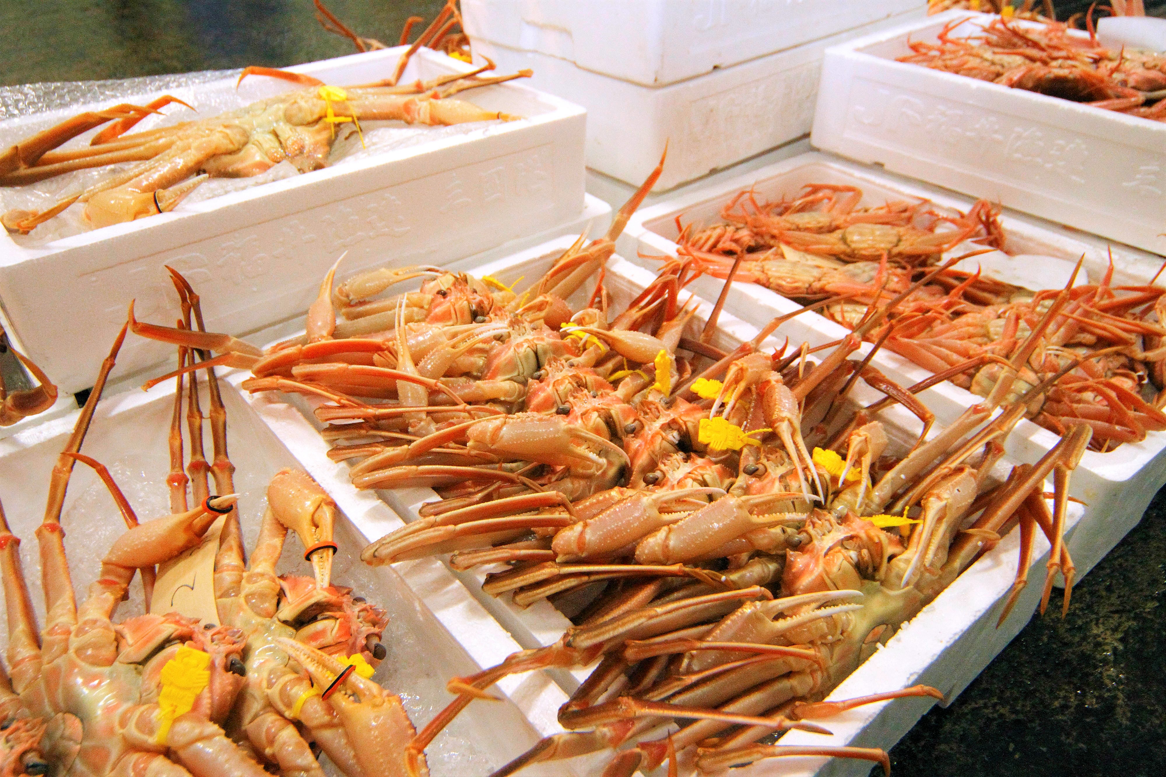 三国港越前がに