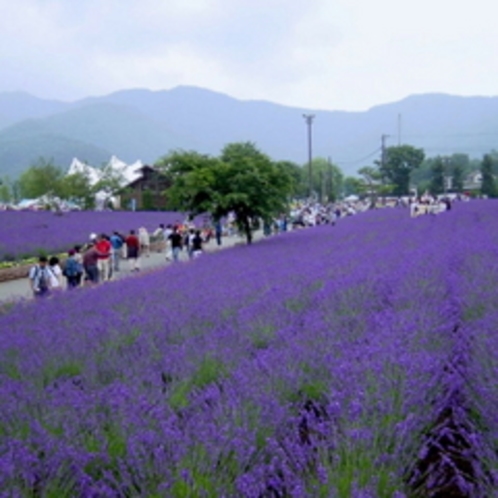 【ラベンダー　八木崎公園】　６月中旬から７月まで