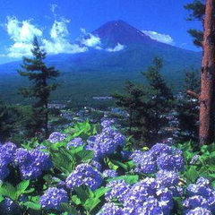 【天上山あじさい見学】(7月中旬～8月上旬)