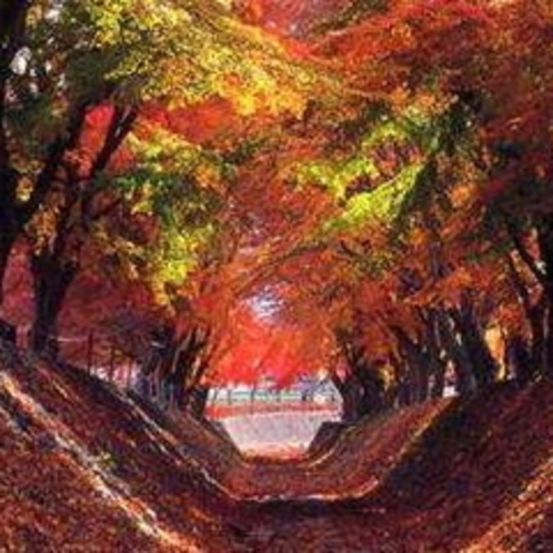 富士河口湖紅葉まつり（毎年11月に開催）