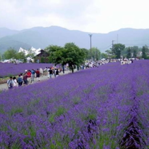 【ラベンダー】　八木崎公園　6月中旬から7月まで