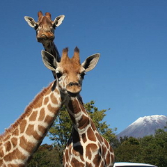 【富士サファリパーク（キリン）】当館よりお車で約1時間30分