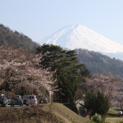 【お花見】河口湖での桜は例年４月中旬頃が見ごろです。写真は当館近くで撮影