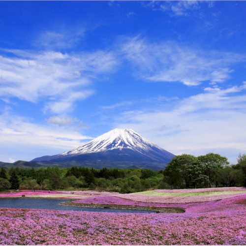 【富士山ギャラリー】芝桜と富士山