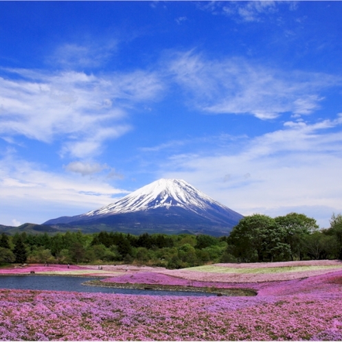 【富士山ギャラリー】芝桜と富士山