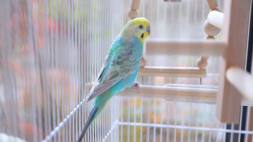 かわいいインコがお出迎え