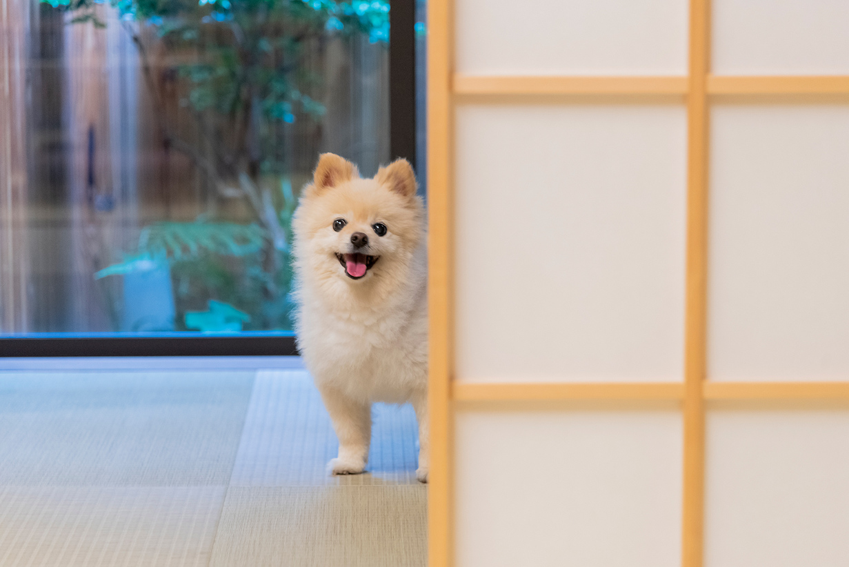 【素泊まり】ペット（愛犬・愛猫）と泊まれる京町家一棟貸し（食事なし/禁煙/駐車場有）