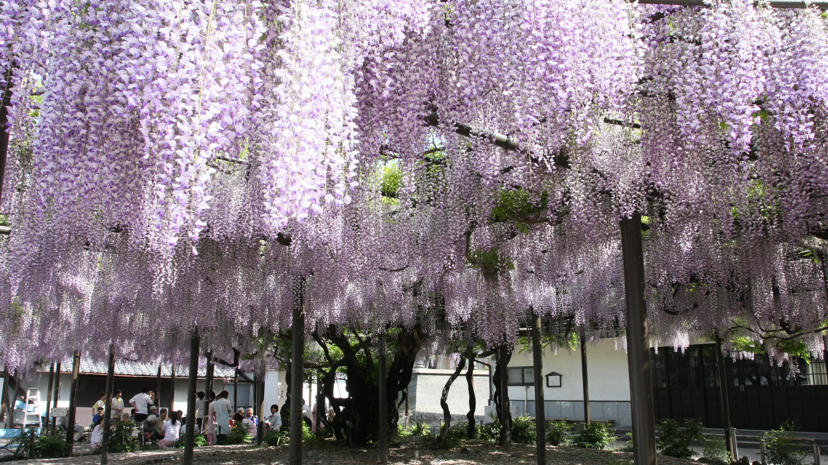 「竹鼻別院のふじまつり」車で約7分