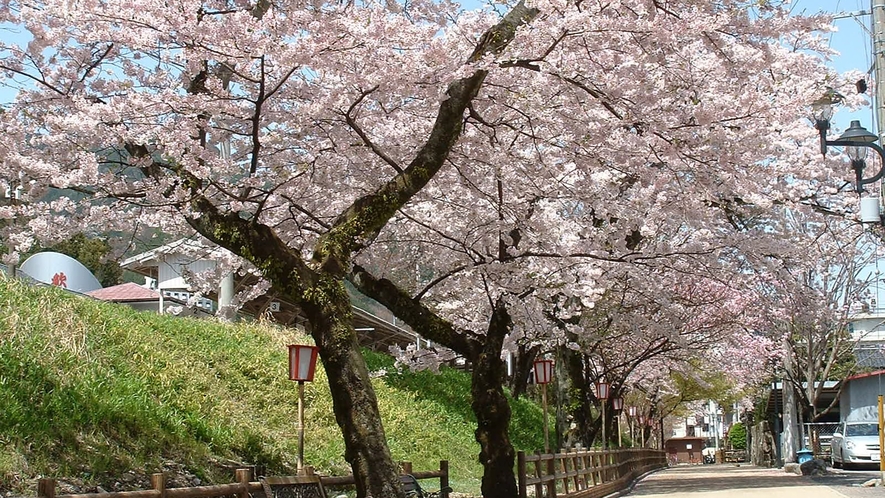 下呂駅周辺の桜