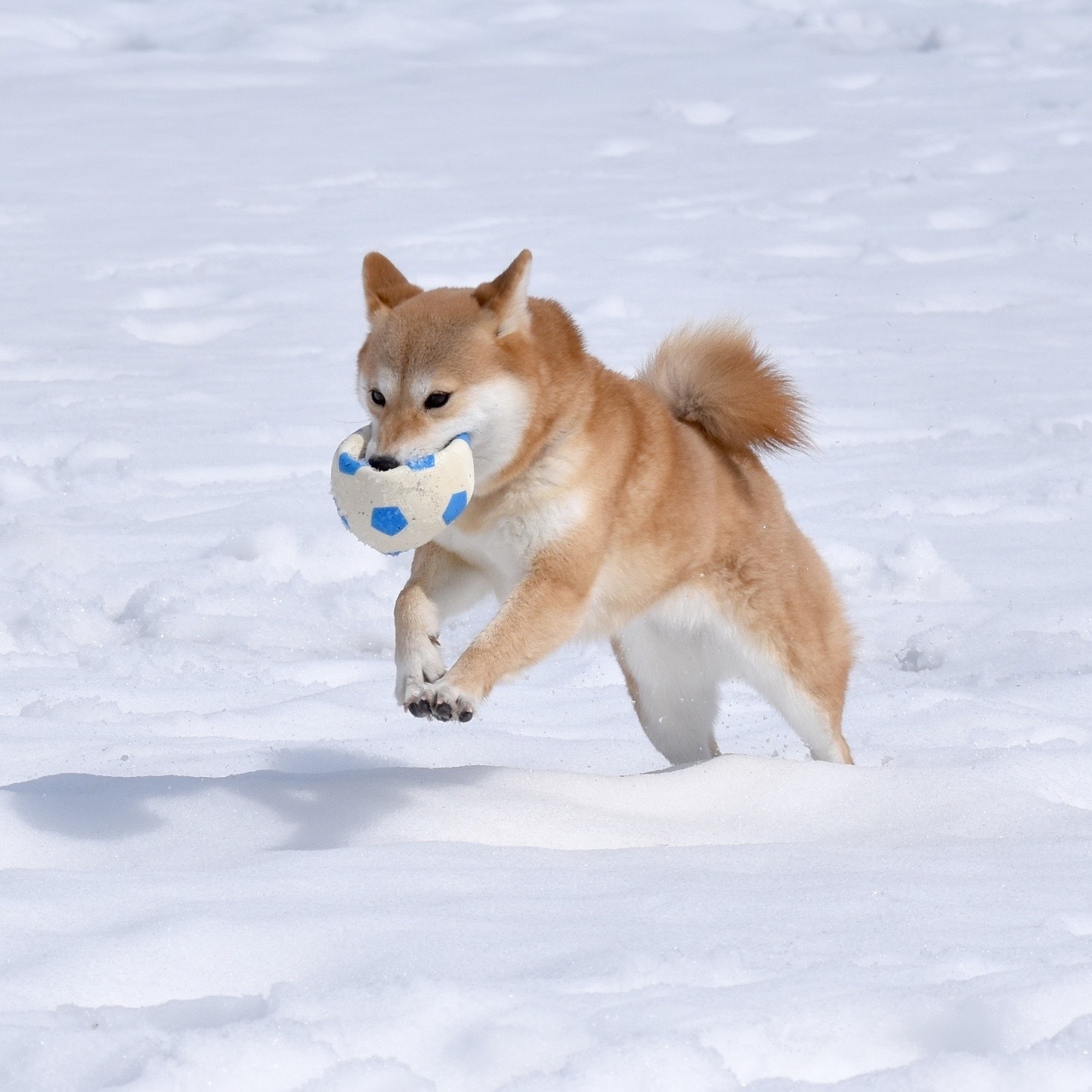 「雪の中で遊びたいワン！」遊んだ後は愛犬と一緒に鍋しよう♪個室でかに鍋＆千屋牛ロースステーキ☆