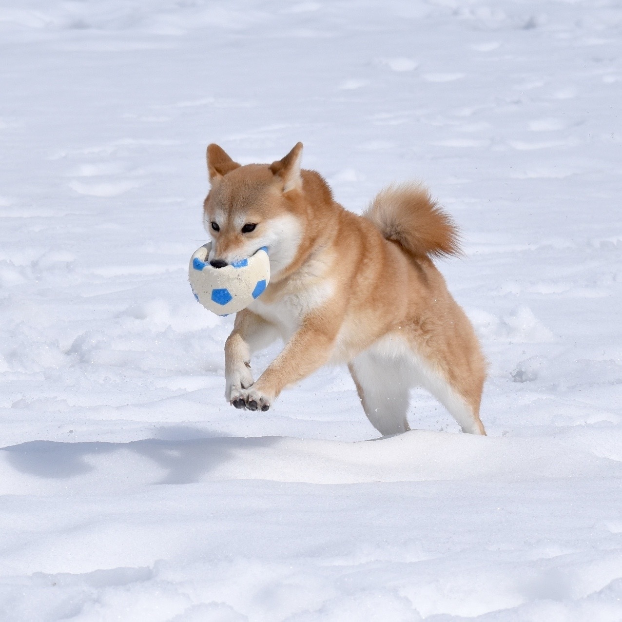 【日本海直送！タグ付き☆】冬はやっぱりカニ！愛犬と一緒に松葉蟹食べよ♪ドドーーンと１人２杯付き！！！