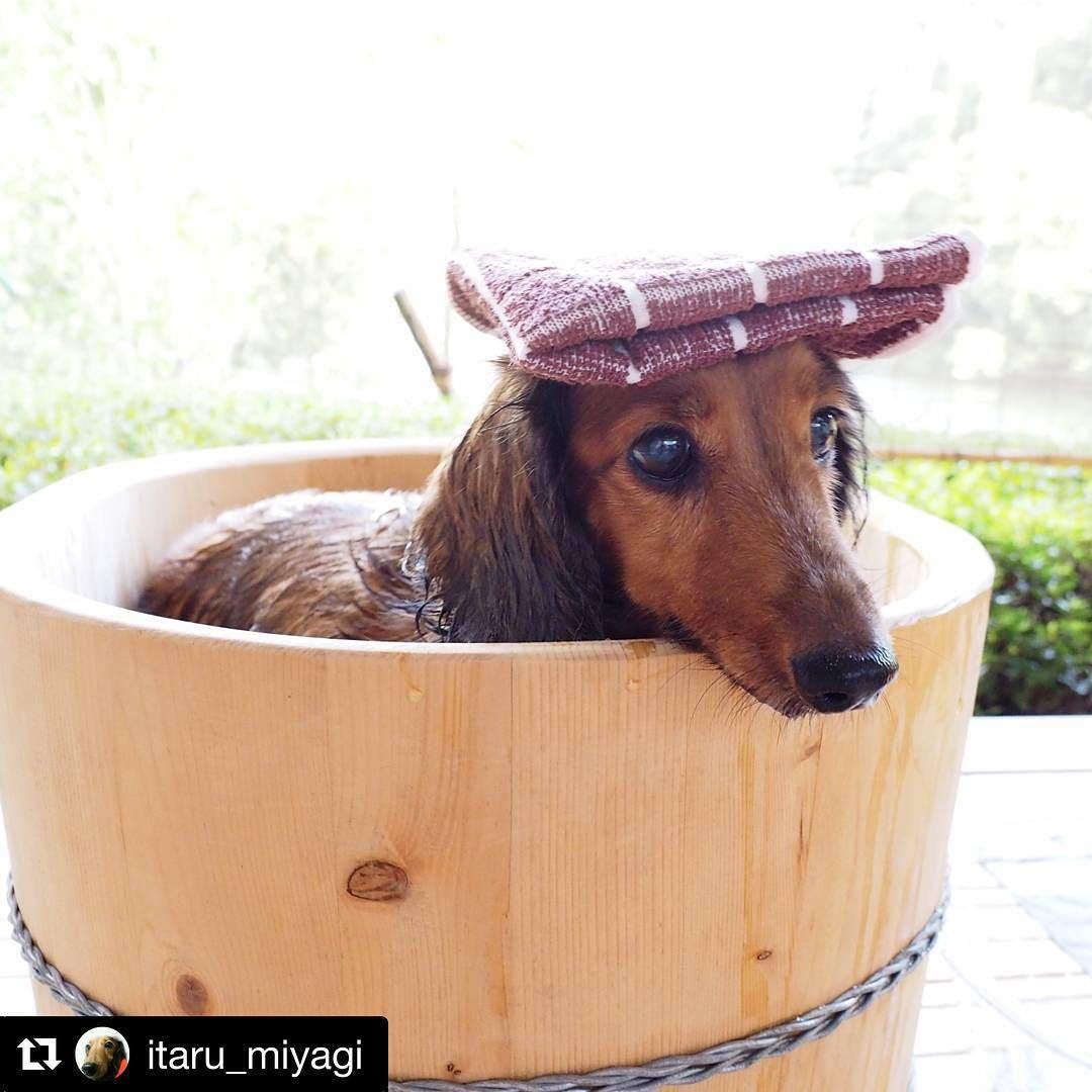 【日本海直送！タグ付き☆】冬はやっぱりカニ！愛犬と一緒に松葉蟹食べよ♪ドドーーンと１人２杯付き！！！