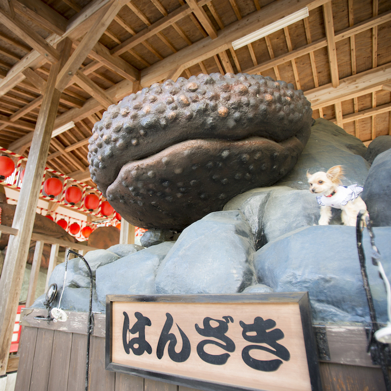 湯原温泉の天然記念物「はんざき」1