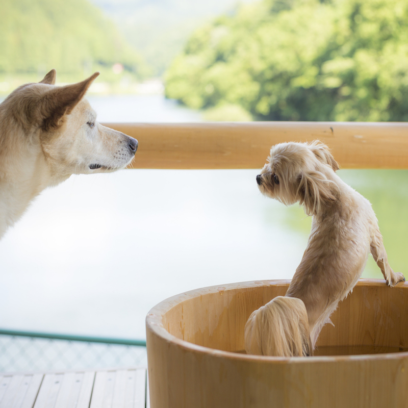 愛犬も温泉を楽しめる1