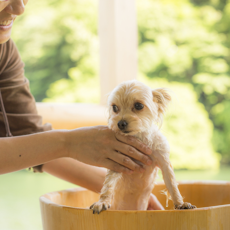 愛犬も温泉を楽しめる4