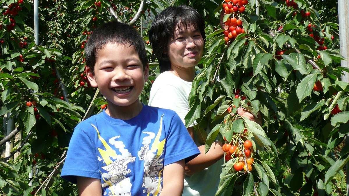 初夏の味覚『さくらんぼ狩り』 シーズン到来！当館から車で約30分程の果樹園でもぎ取り体験が楽しめる