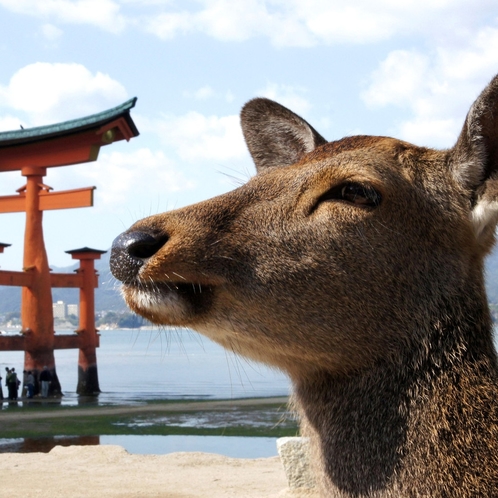 宮島の鹿たち。宮島には鹿がたくさんいます。餌をあげることはできませんのでご注意ください。