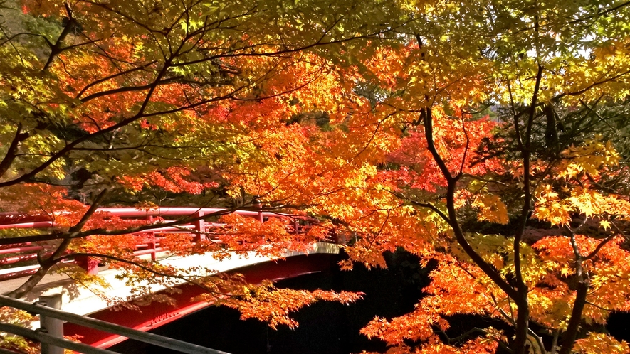 *[周辺観光]中野もみじ山。紅葉シーズンにはライトアップも楽しめます。