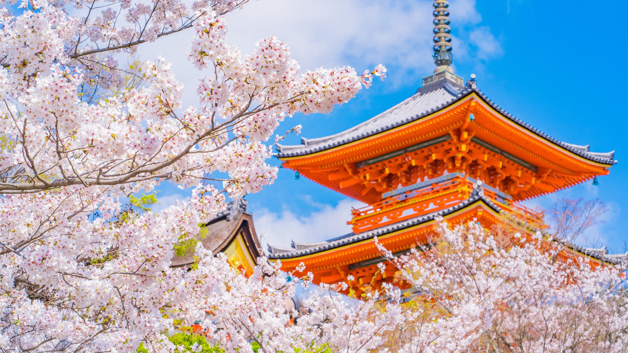 清水寺の桜｜公共交通機関で約35分