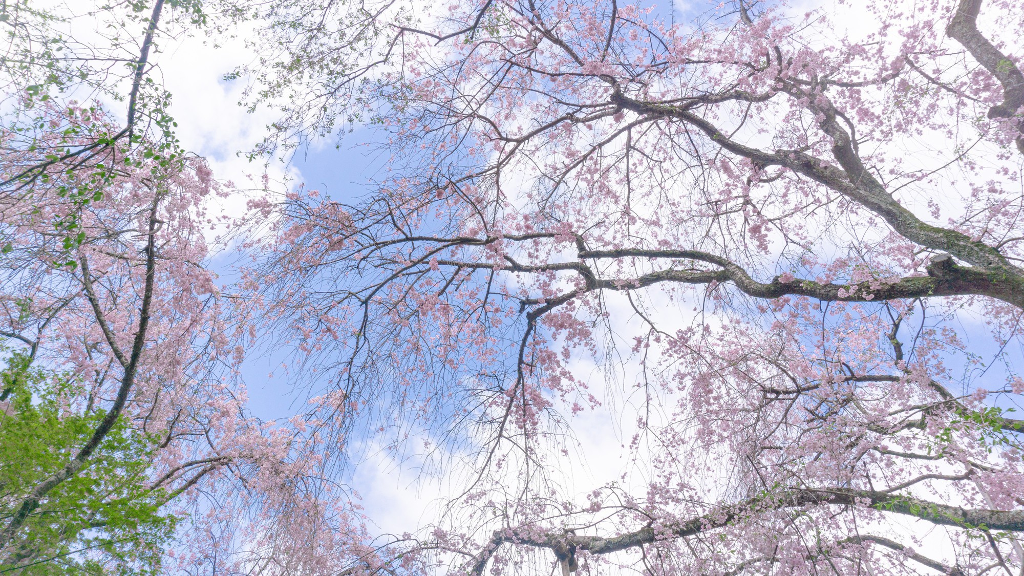 龍安寺桜苑｜公共交通機関で約44分