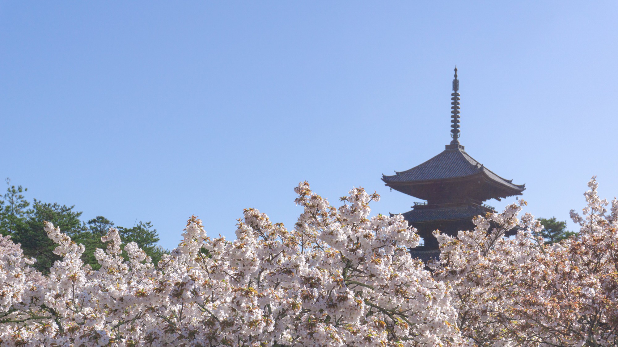 御室桜と五重塔｜公共交通機関で約35分