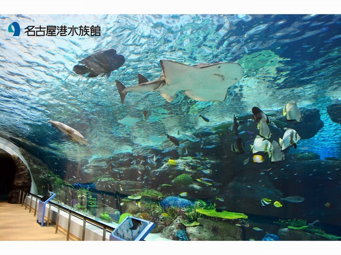 名古屋港水族館　サンゴ
