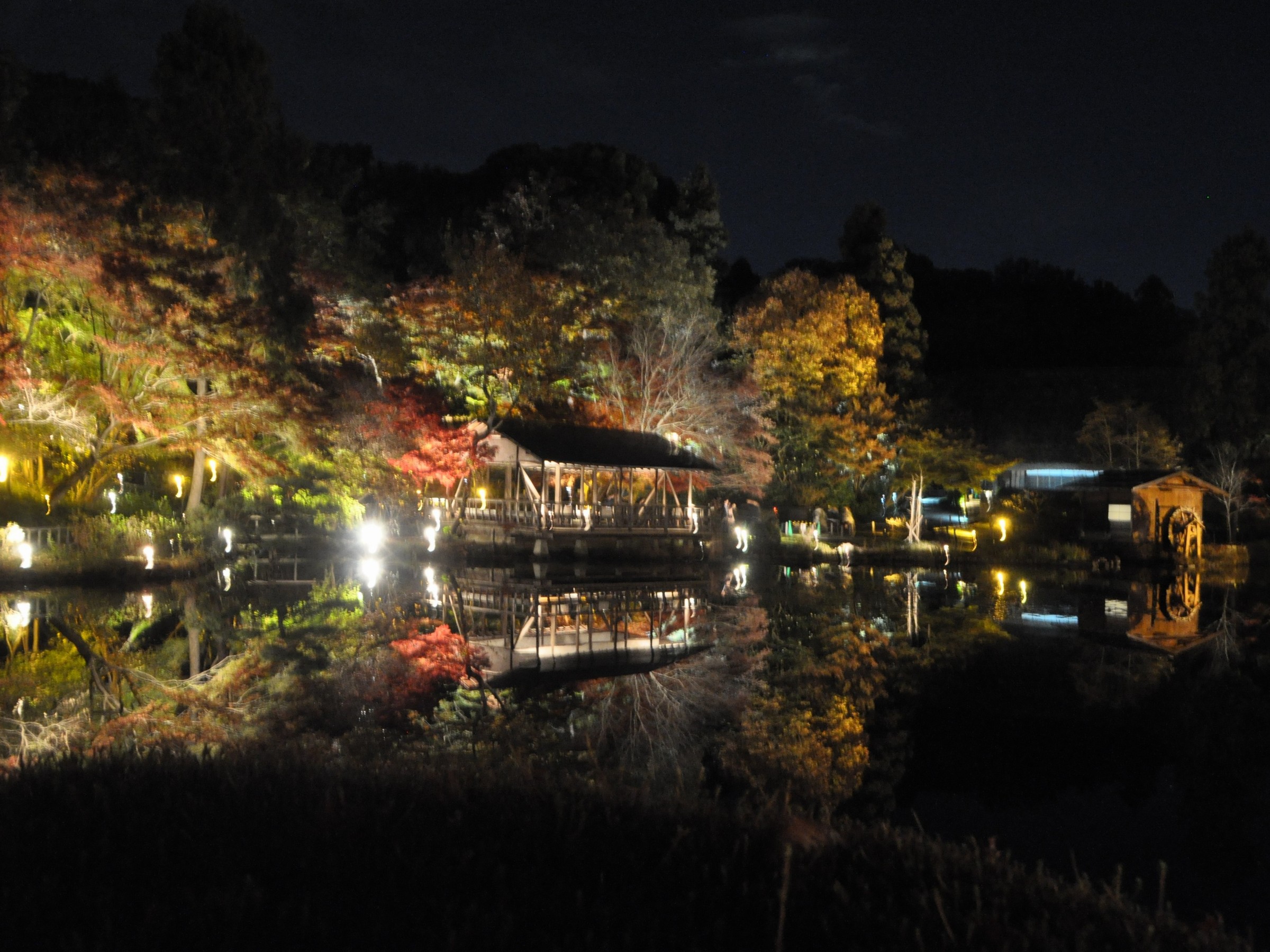東山動植物園　紅葉夜景