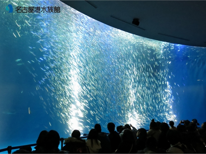 名古屋港水族館　マイワシトルネード