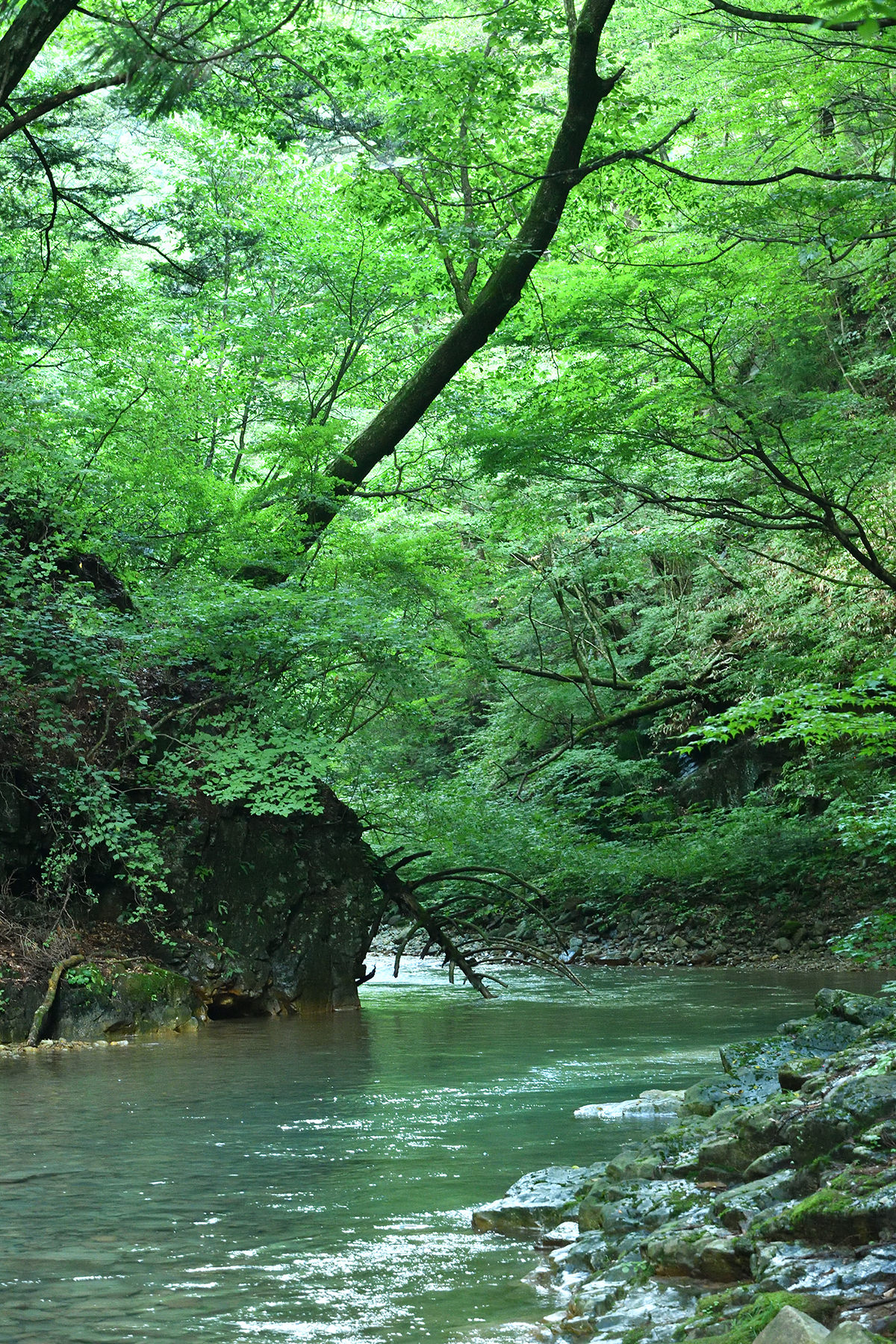 楓仙峡の川辺 縦