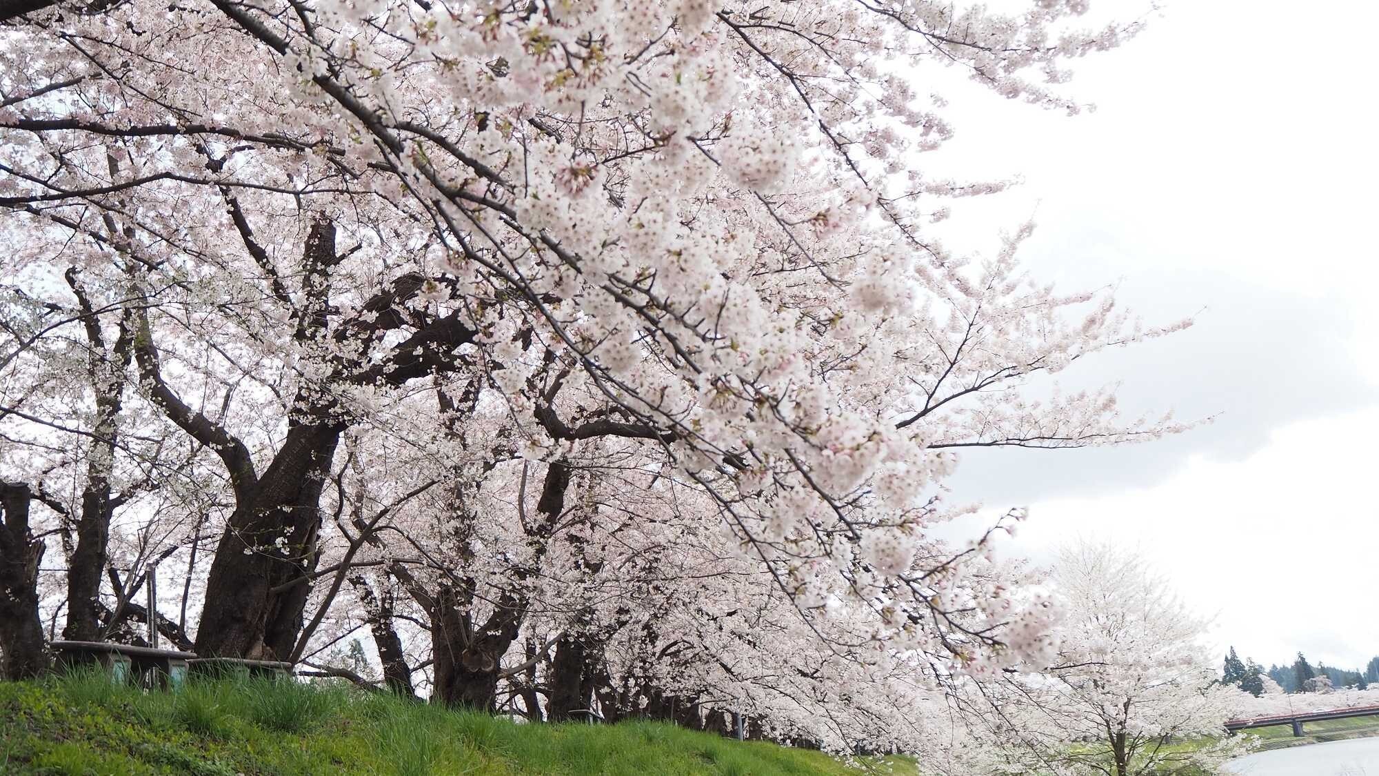 ■桧木内川堤ソメイヨシノ（見頃4月下旬～5月上旬）