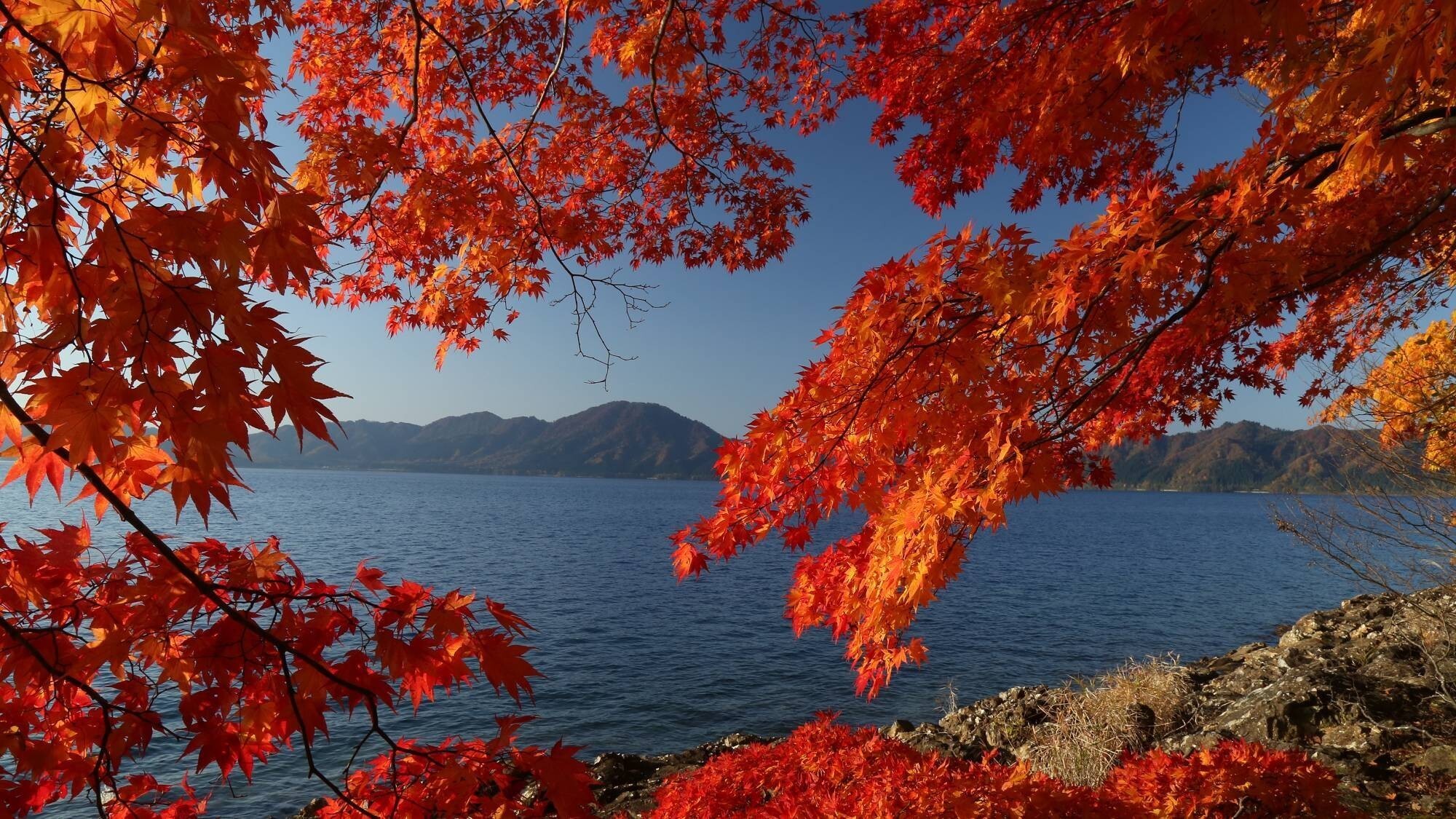 ■田沢湖湖畔の紅葉＜当館目の前＞