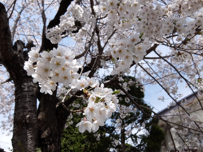 シンボルツリーの桜　