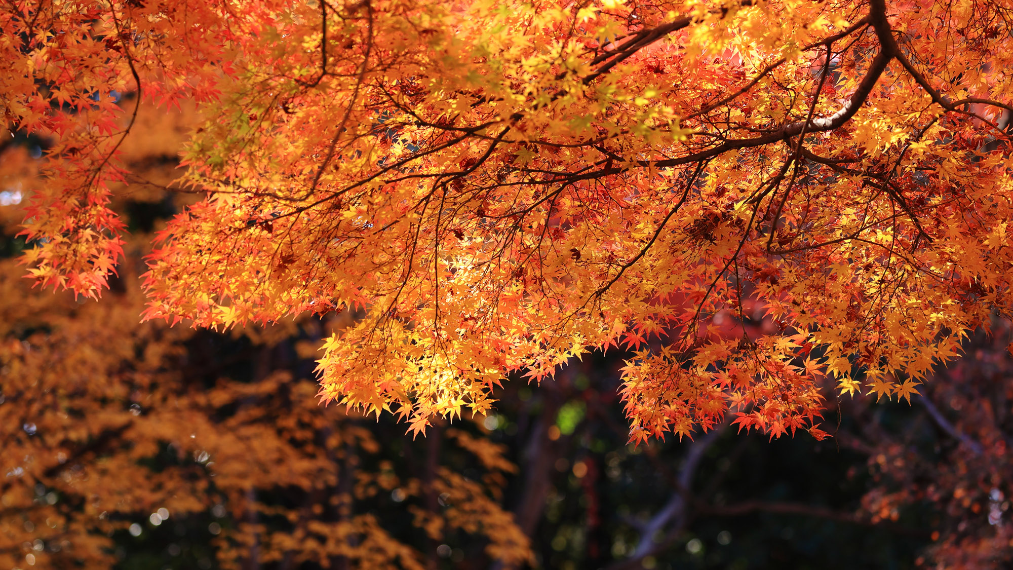 敷地内　散策路（秋）2025