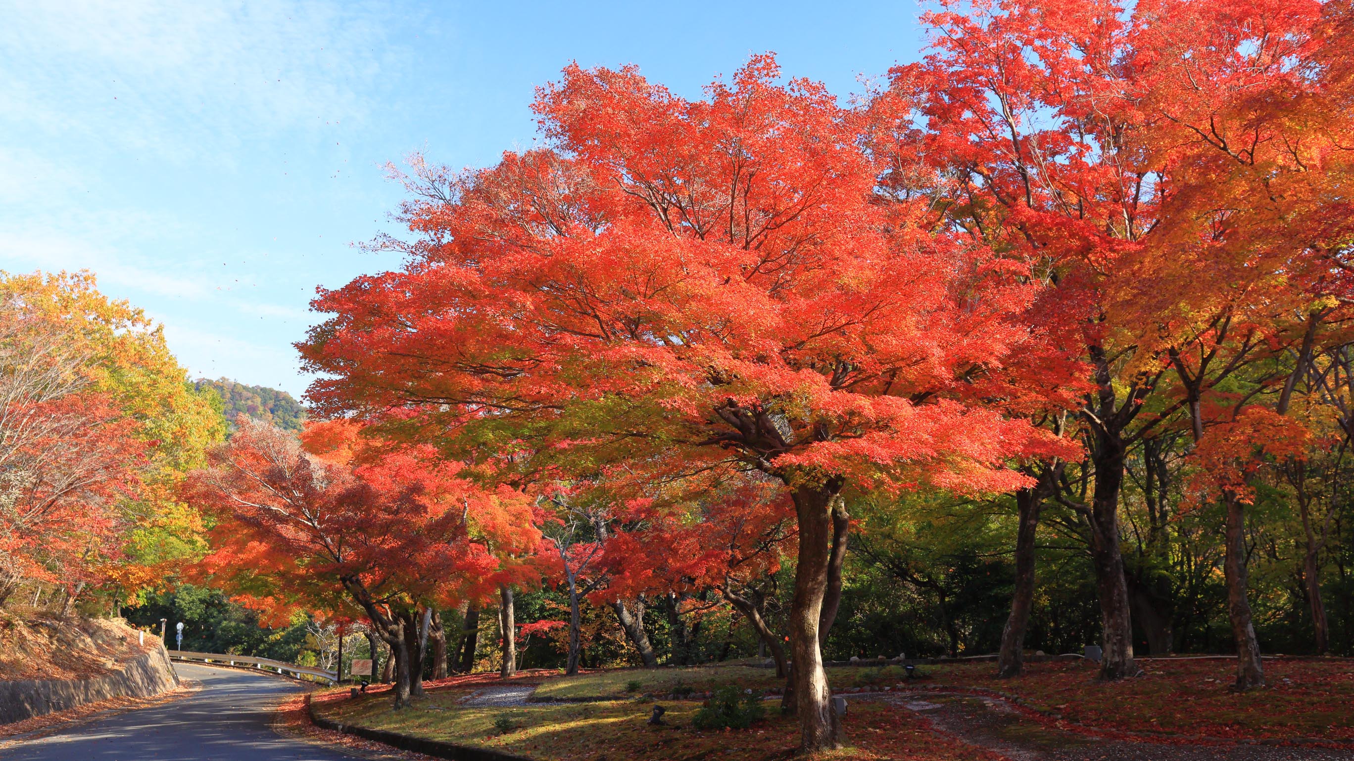 敷地内　散策路（秋）2025