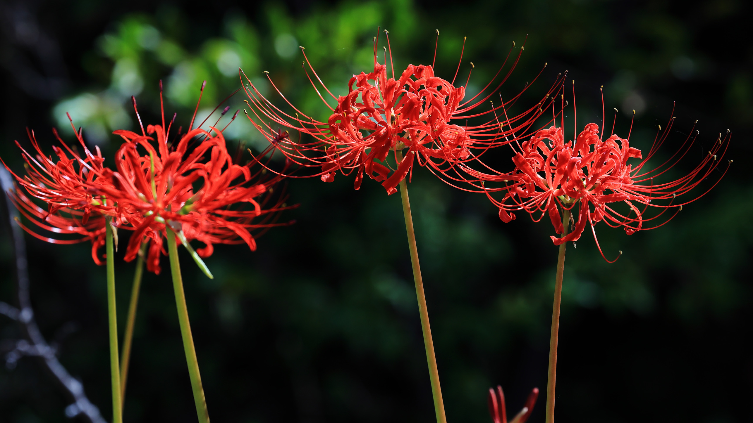 敷地内（初秋）2025