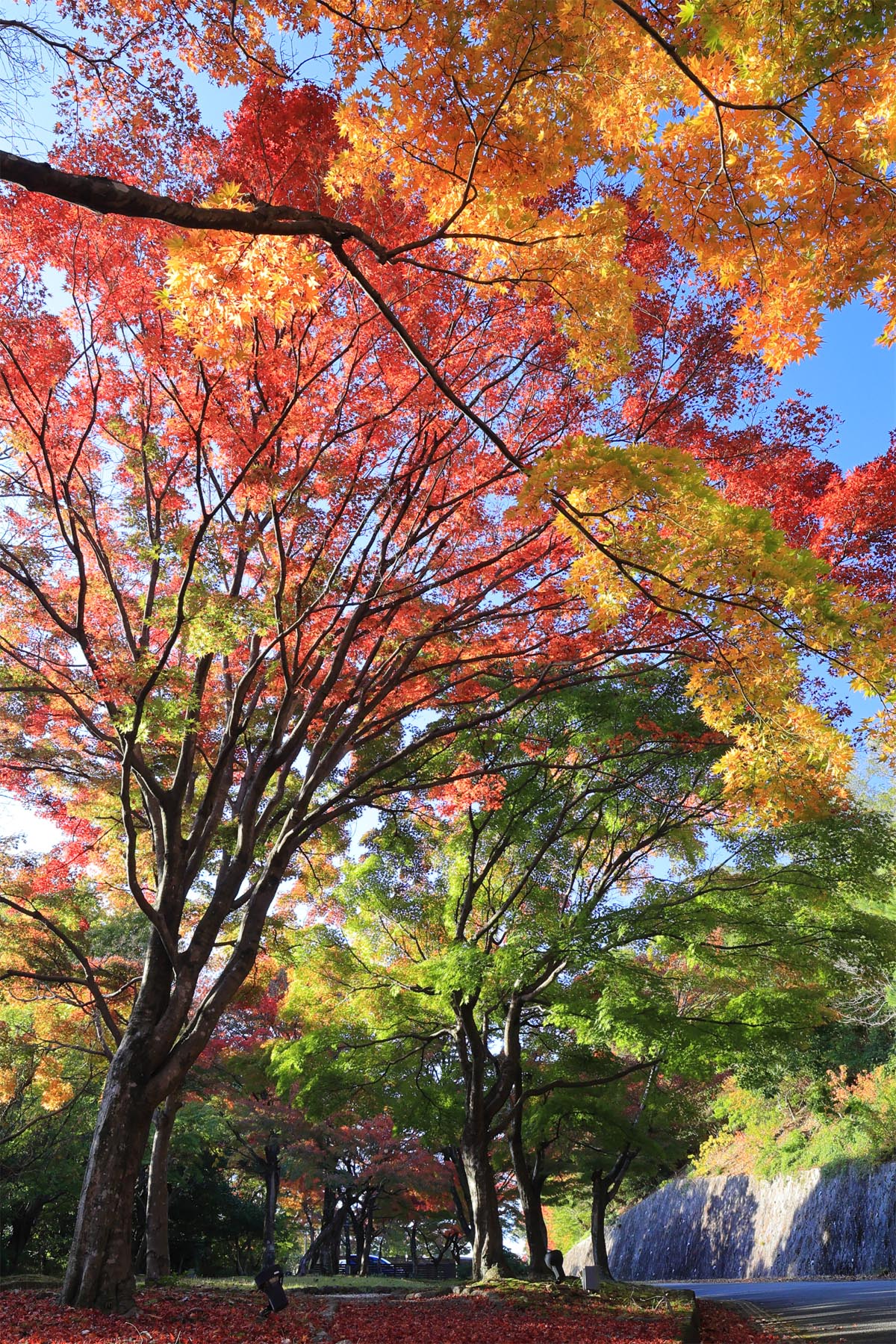 敷地内　散策路（秋）2025