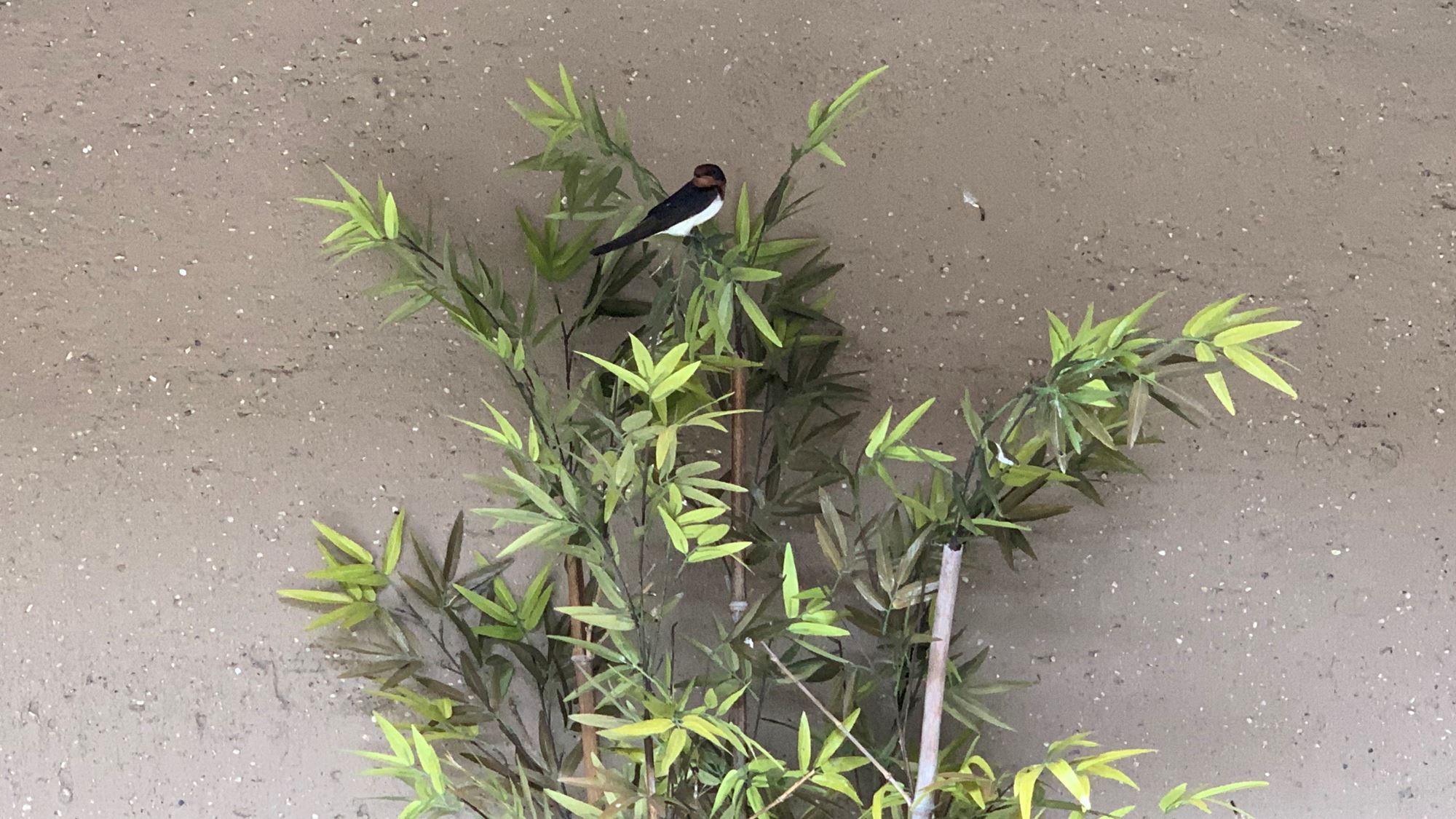 ◆露天風呂に幸福のツバメが巣をつくり親鶏が飛び交う光景を、湯船に浸かりながら眺め癒されます。