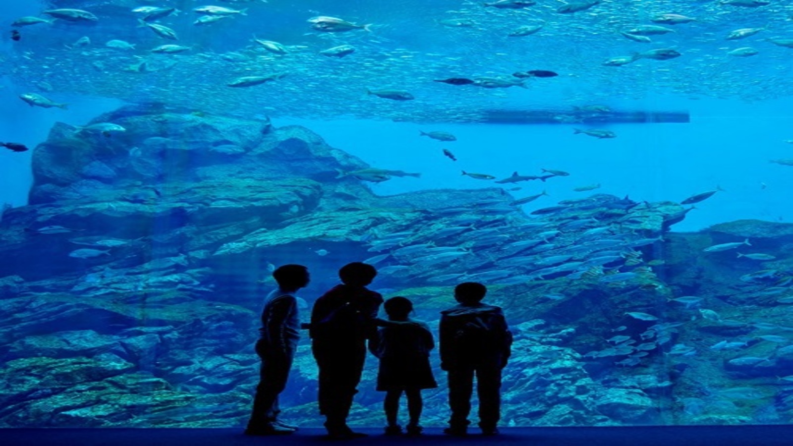 ◆≪仙台うみの杜水族館≫大水槽では世界中の個性的な生き物がご覧頂けます♪