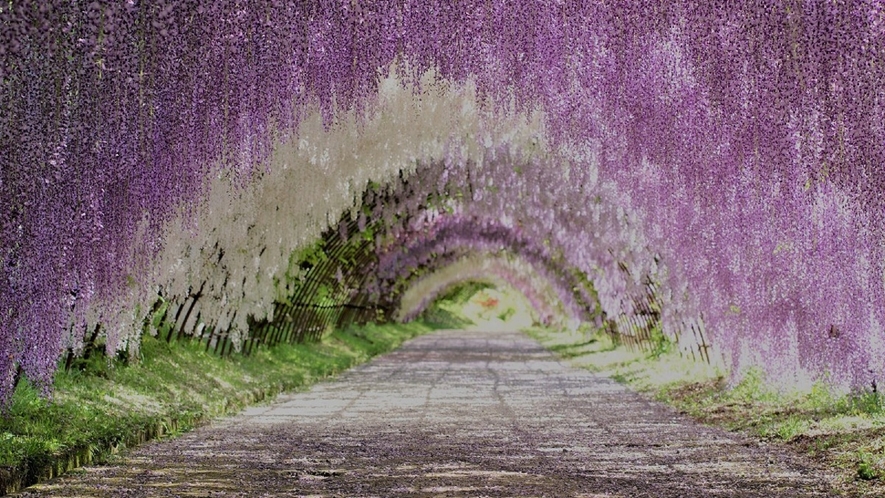 河内藤園