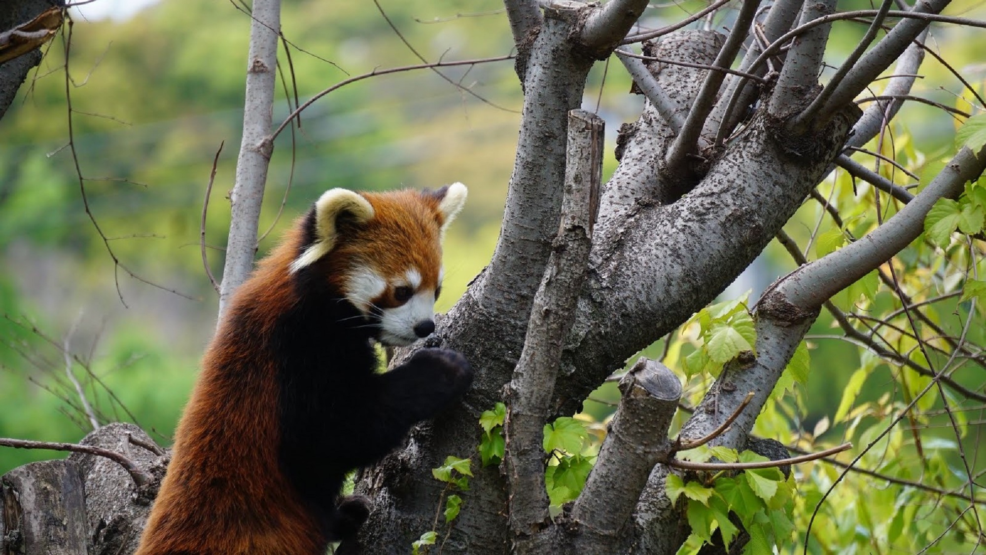 福岡市動植物園