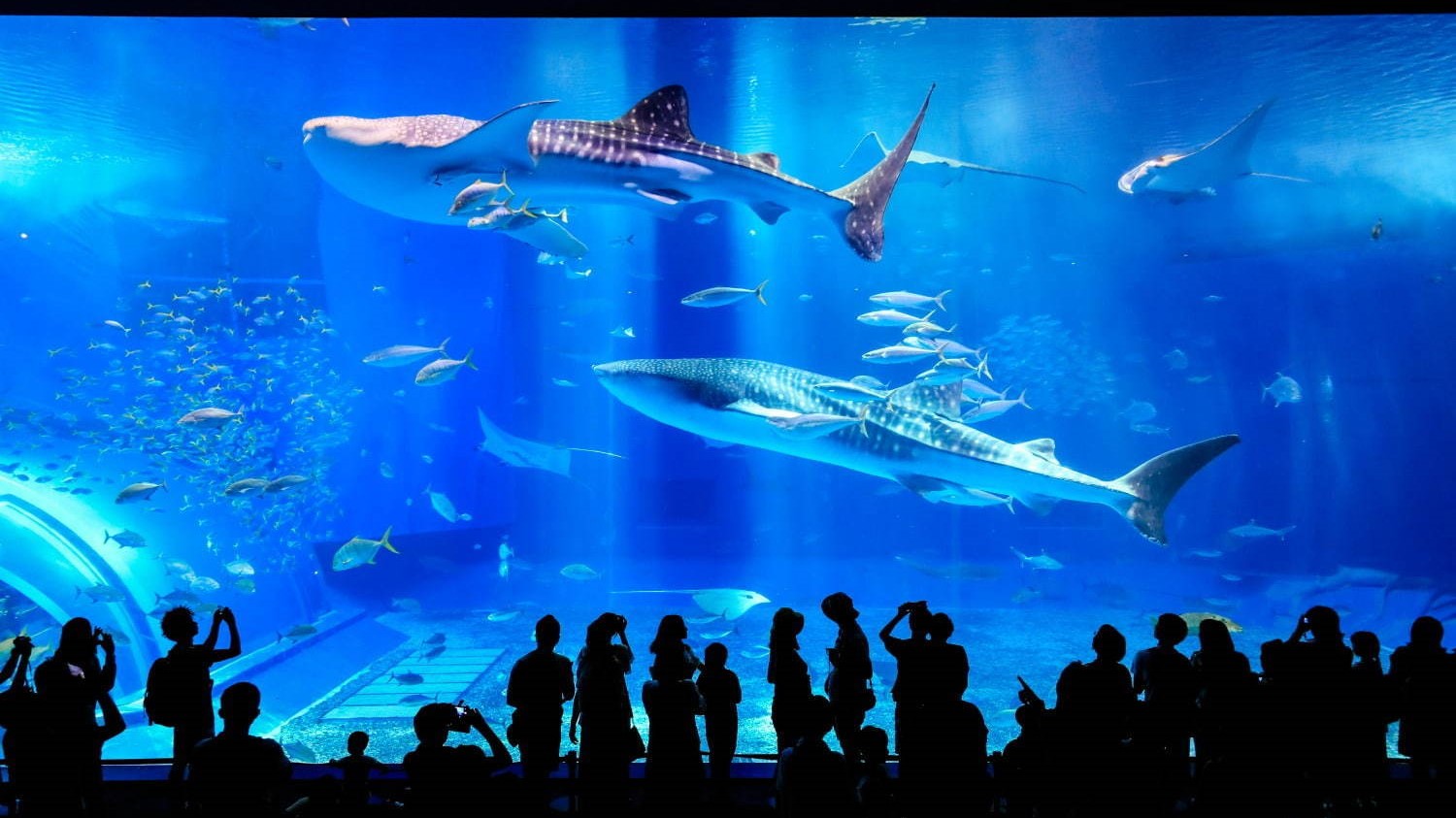 美ら海水族館