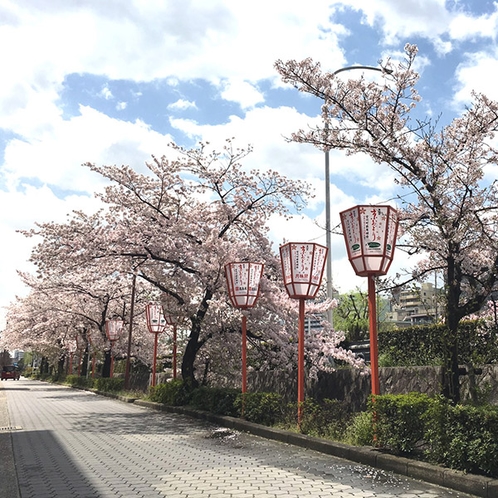 桜並木