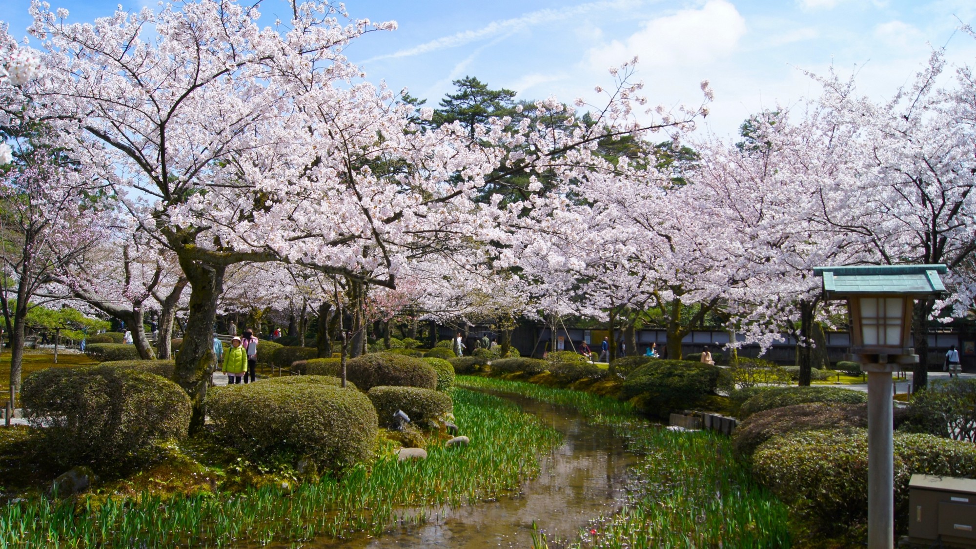 春を彩る兼六園の満開桜