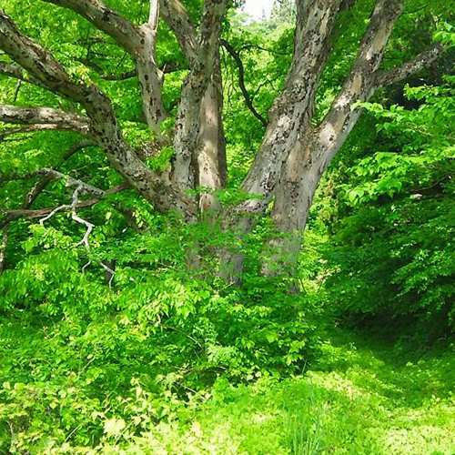 戸狩トレイルの大ケヤキ