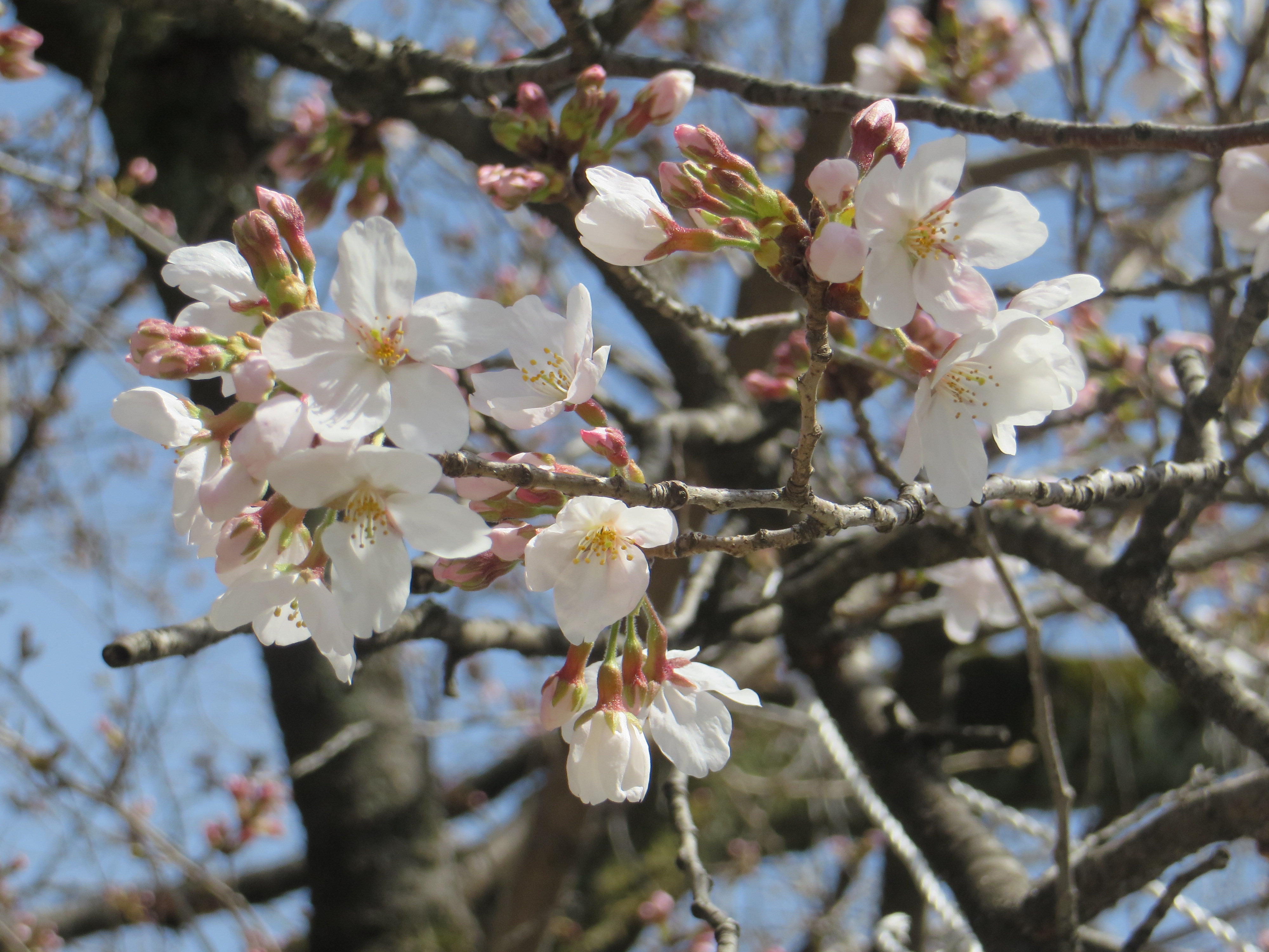 桜・染井吉野咲き始め